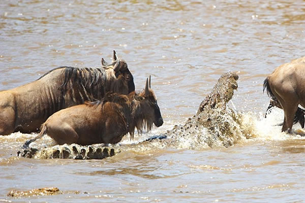 Mara river Calving safari